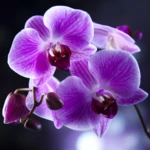 orchids live wallpaper android application logo